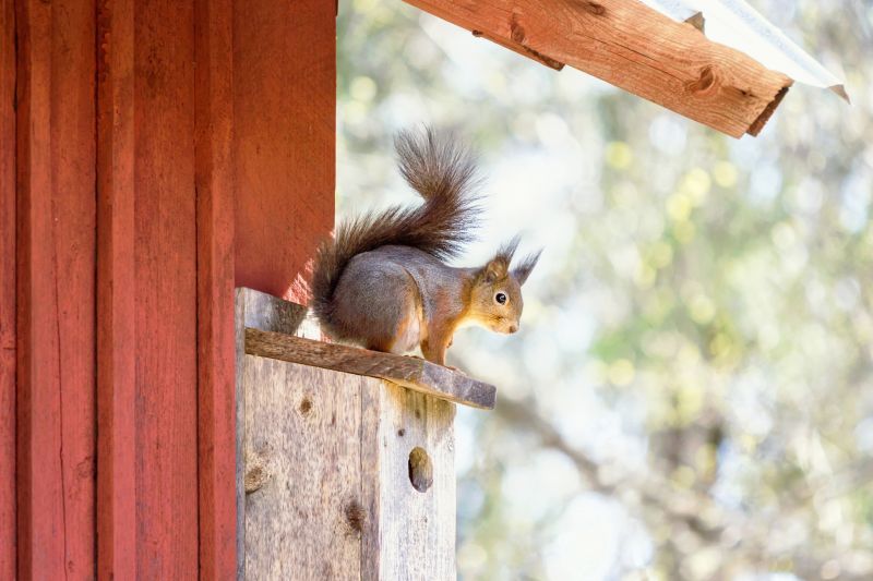 Chimney Squirrel Removal