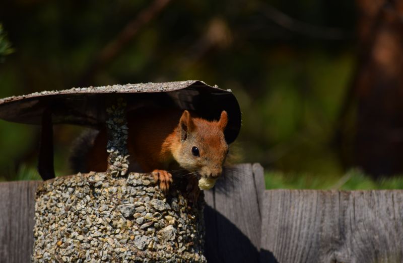 Chimney Squirrel Removal