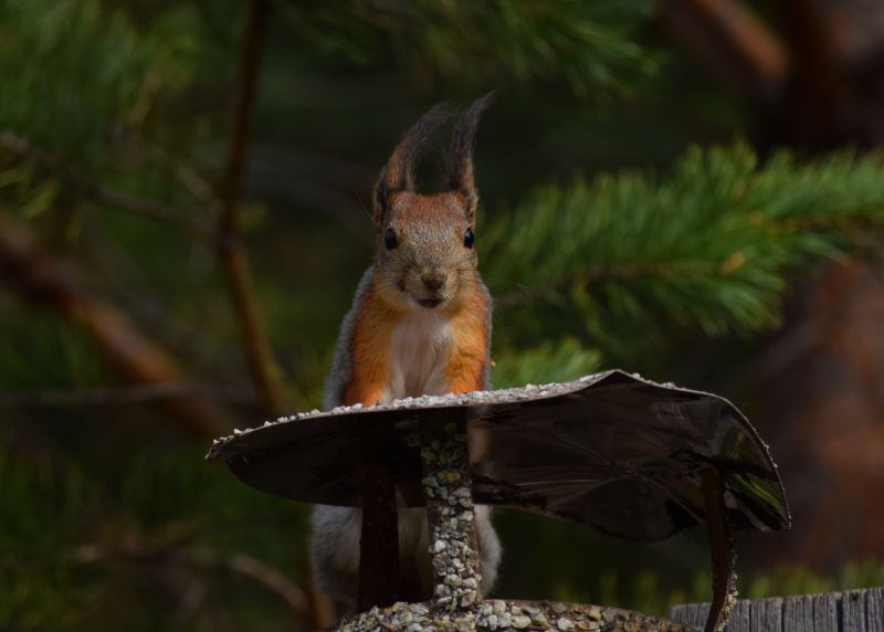 Chimney Squirrel Removal