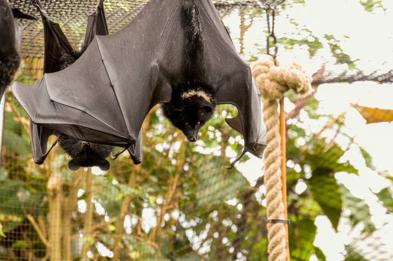 Bat Infestations In Homes: Health Risks And Safe Removal