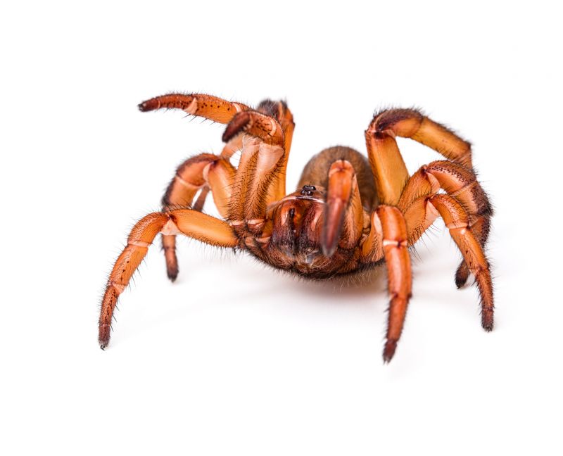 Brown Recluse Extermination in Fort Worth, TX
