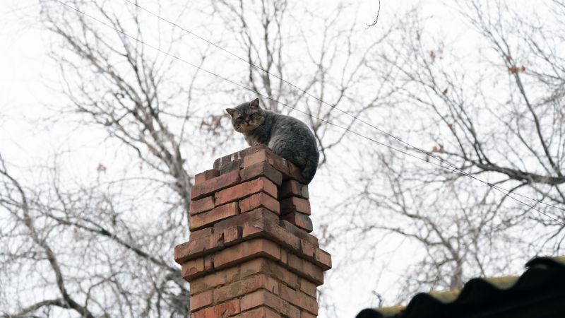 Chimney Squirrel Removal