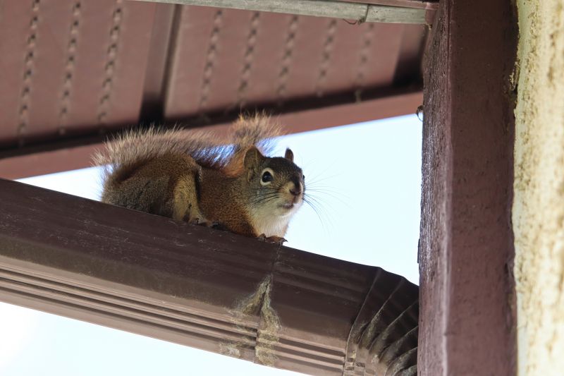 Chimney Squirrel Removal
