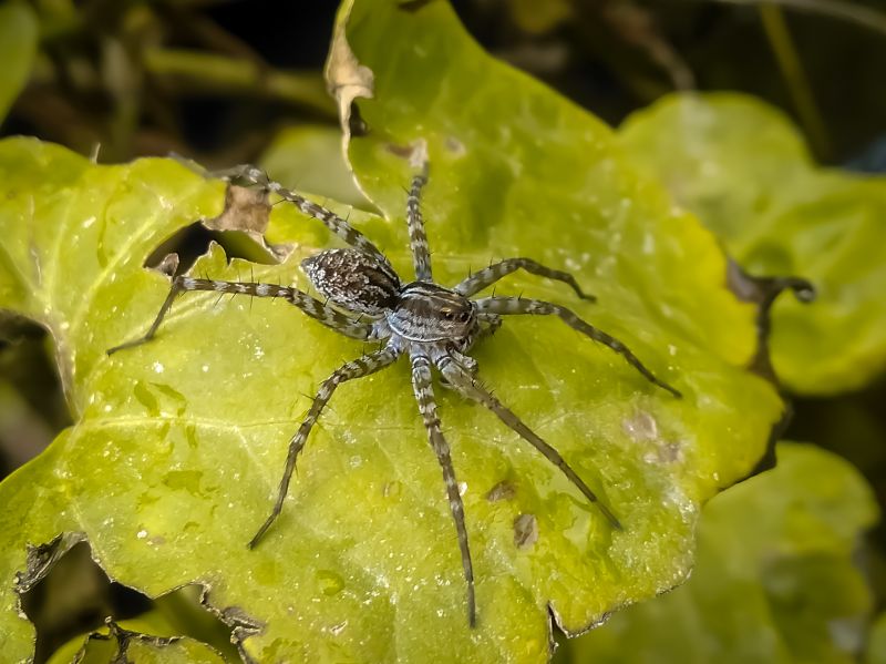Common Spiders Extermination in New Braunfels, TX
