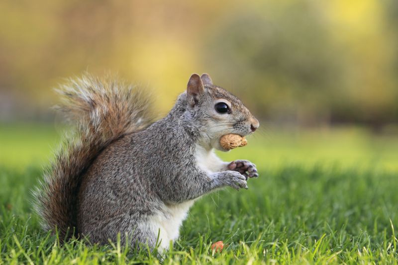 Remove Squirrels Chewing Wires In Your Home
