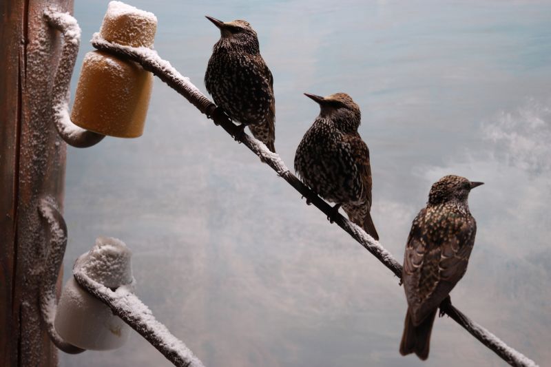 Seasonal Wildlife Problems For Homeowners