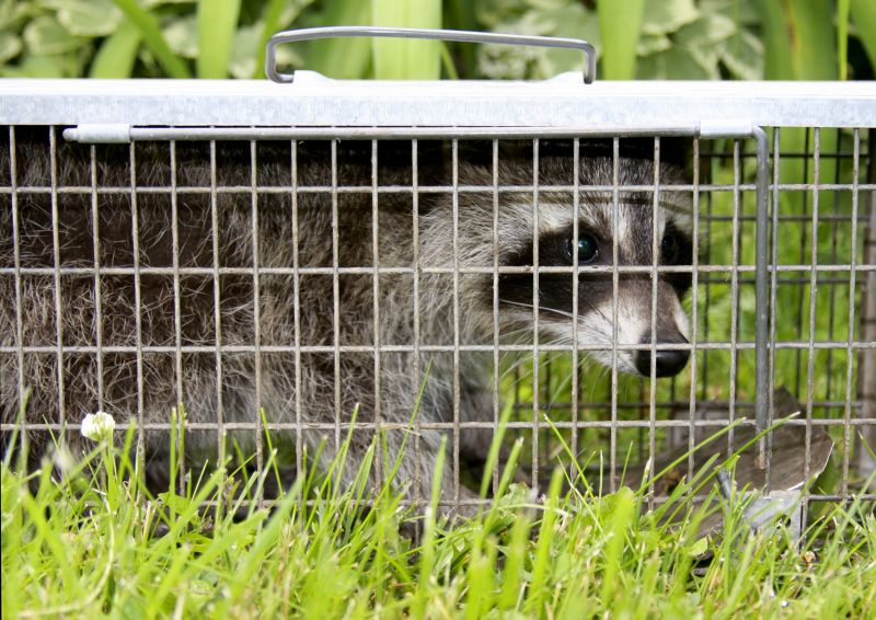 Signs Wildlife Has Moved Into Your Attic, Walls, Or Crawl Space