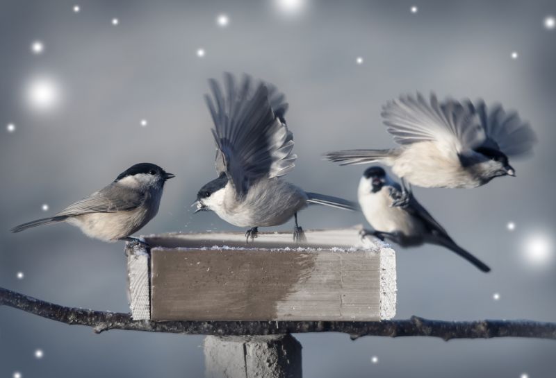 What To Expect During A Professional Wildlife Removal Visit