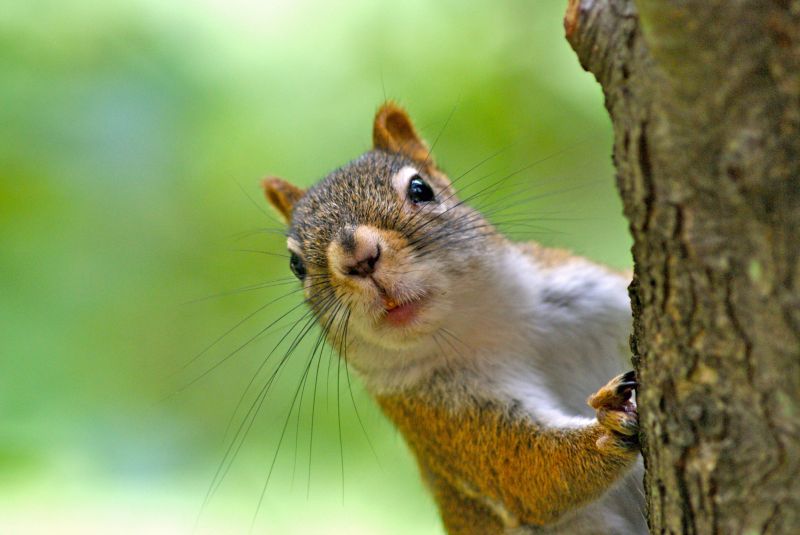 Why Squirrels In Walls Create Serious Fire And Structural Risks