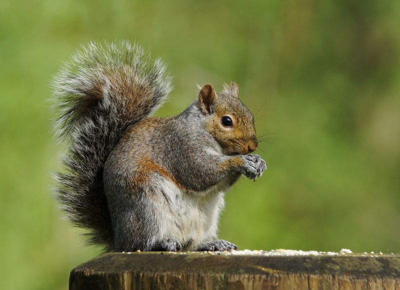 Why Squirrels In Walls Create Serious Fire And Structural Risks
