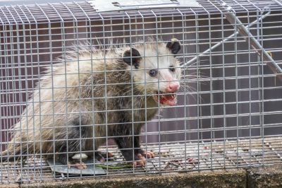 Opossum Entry Points
