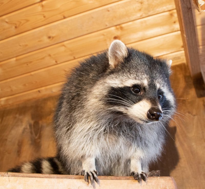 Raccoons in Attic