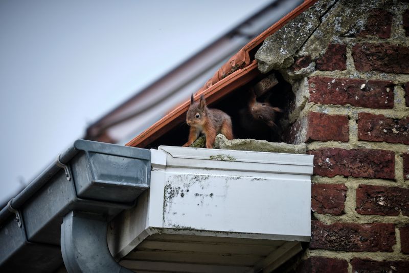 Contact About Chimney Squirrel Removal