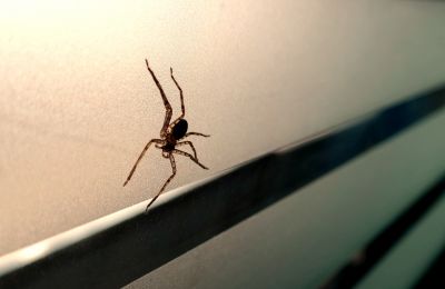 Cross Spider Extermination in Katy, TX