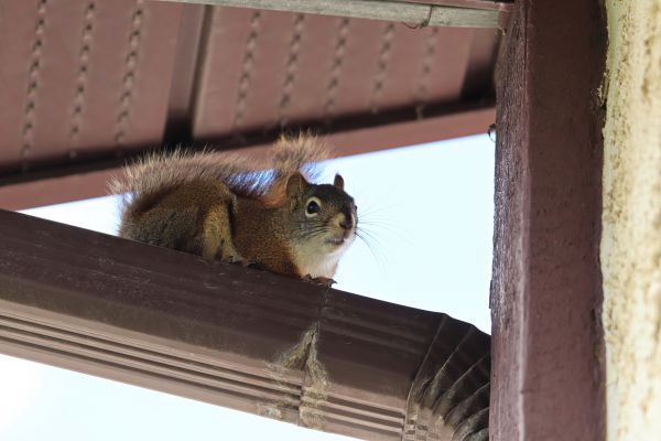 Grow your Chimney Squirrel Removal business