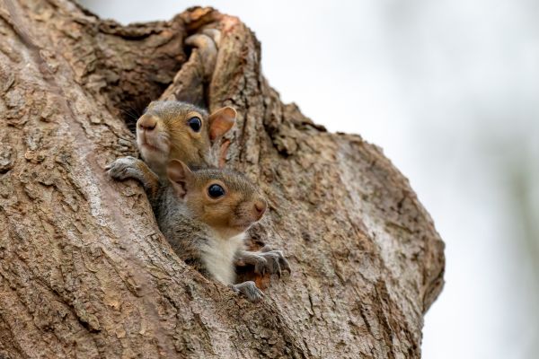 Squirrel Nest Removal