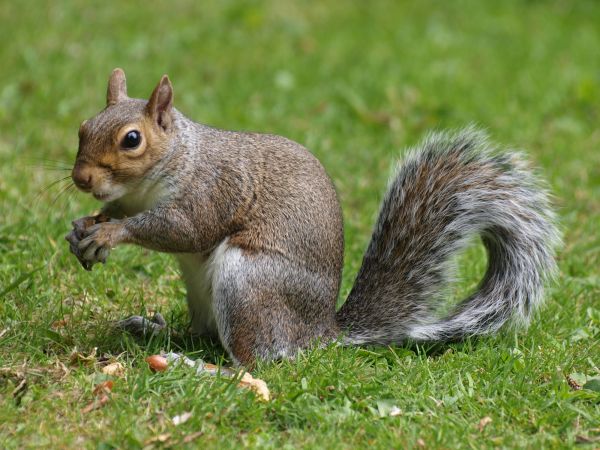 Squirrel Nest Elimination
